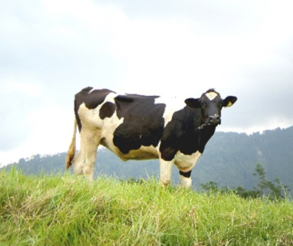 Pembelian Bibit Ternak Online